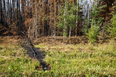 Edge of forest fire and downed tree Stock Photos