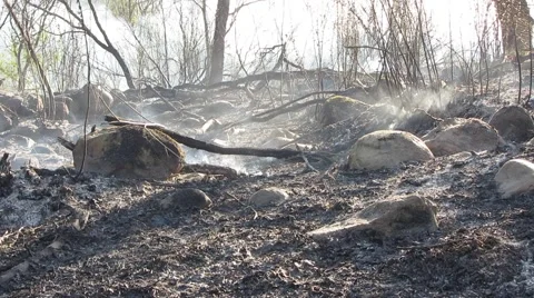 Edge of a forest, fire just ended Stock-Footage 41729380