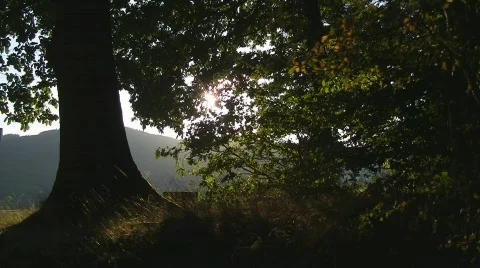 Edge of the forest Vidéo 520791