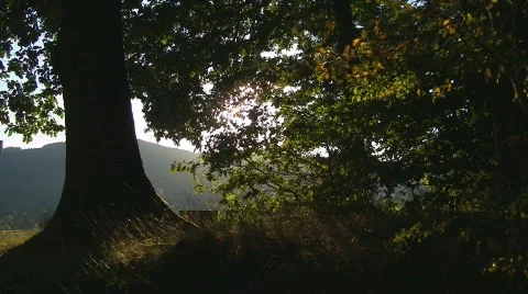 Edge of the forest 스톡 동영상 520806