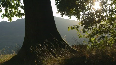 Edge of the forest Stock Footage 520828