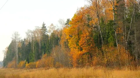 Edge of a forest Stock Footage 42849724
