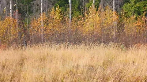 Edge of a forest Stock-Footage 42849922