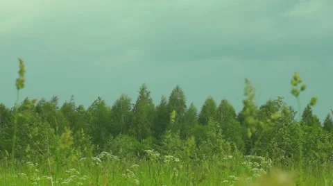 Edge of the Forest Stock Footage 64311691