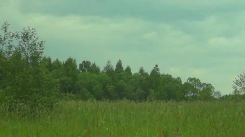 Edge of the Forest Stock Footage 64311899