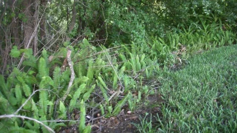 Edge of Forest Stock Footage