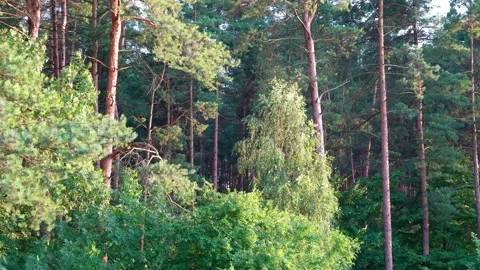 At the edge of the forest Stock Footage 160006070