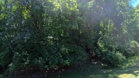 Edge of the forest Stock Footage 279001906