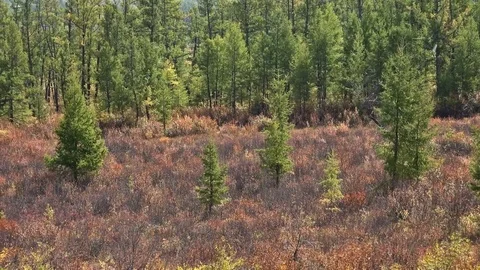 Edge of forest with growing young pines. Vídeos de archivo 74938418