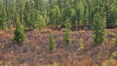Edge of forest with growing young pines. Panorama Vídeos de archivo 74938457