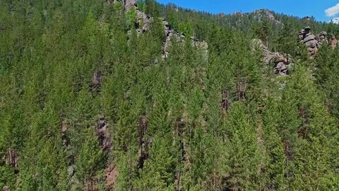 Edge of forest with growing young pines. Vídeos de archivo 75123969