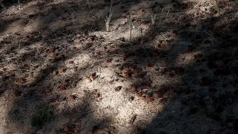 Edge of the forest lit the midday sun Stock Footage 80411194