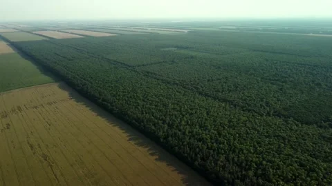 The edge of the forest near the fields in summer Stock Footage 160076406