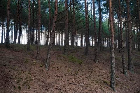 Edge of the forest. Stock Photos