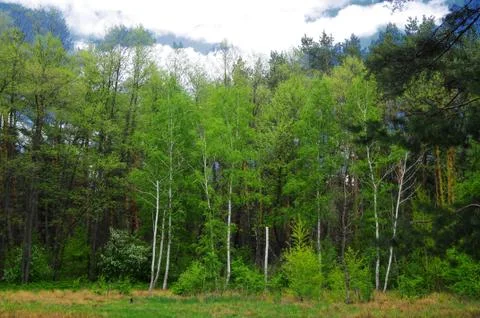 Edge of the forest Stock Photos