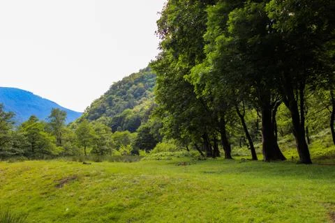 Edge of the forest Foto stock