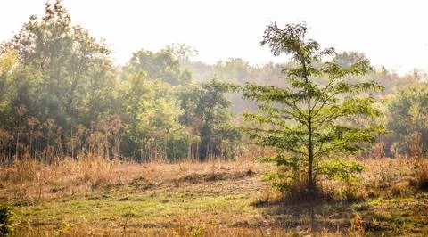 Edge of the forest Stock Photos