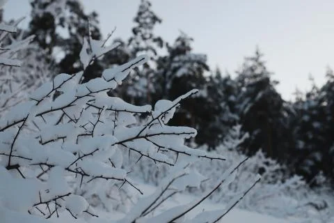 Edge of the forest. Stock Photos