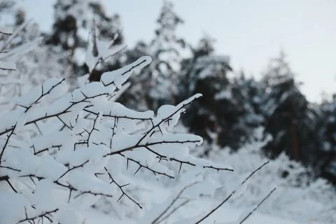 Edge of the forest. Stock Photos
