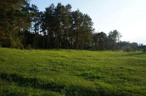 Edge of the forest Stock Photos