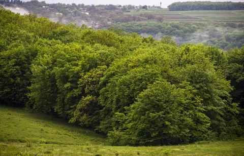 The edge of the forest Stock Photos