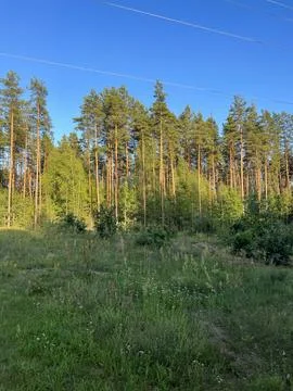 The edge of the forest Stock Photos