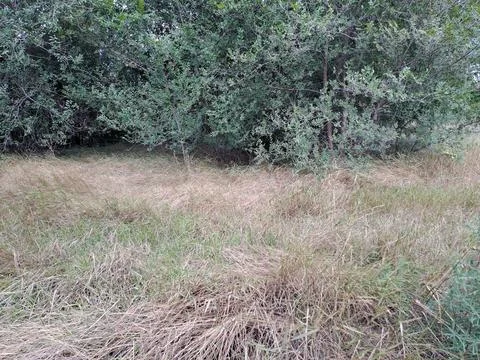 Edge of forest Stock Photos