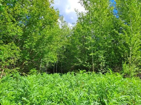 Edge of forest Stock Photos