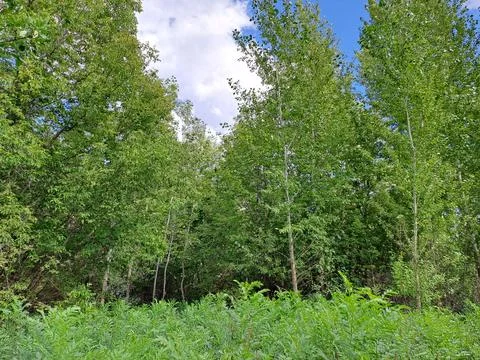 Edge of forest Stock Photos