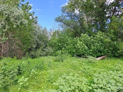 Edge of forest Stock Photos