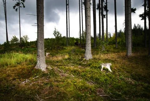 On the edge of the forest before the rain Stock Photos