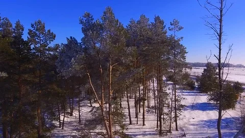 The edge of the forest by the road Stock Footage 93604251