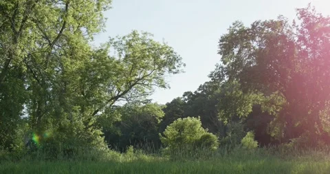 Edge of Forest with Solar Flare Stock Footage 281442954