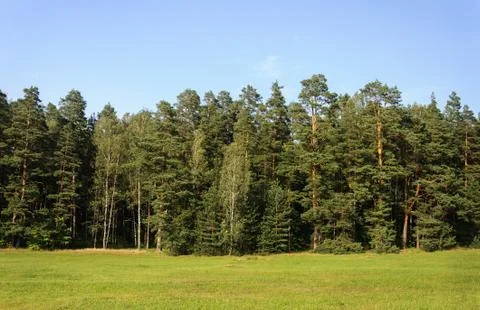 Edge of forest, summer Stock Photos