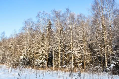 Edge of the forest in the sun. Photos