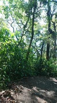 The edge of the forest, there is a boundary between vegetation and open ground Stock Photos
