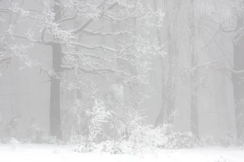 Edge of a forest, trees barely visible in heavy snowstorm Stock Illustration