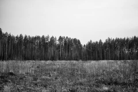 On the edge of the forest. Trees Stock Photos