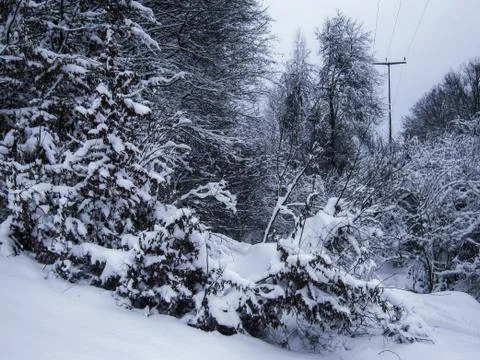 Edge of the forest on a winter day Stock Photos