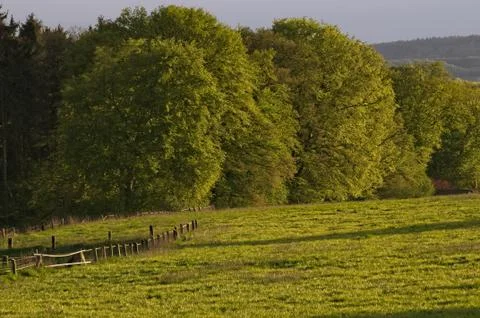 Edge of forrest on a summer evening Stock Photos
