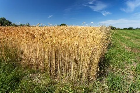The edge of a grain field Stock Photos