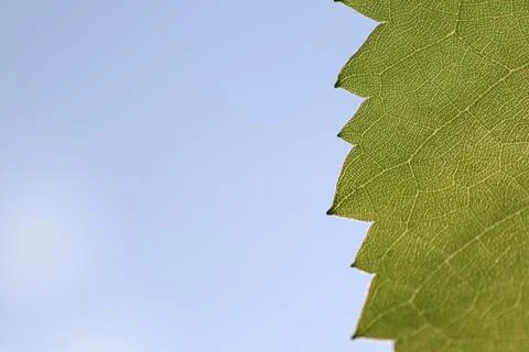 Edge of grape leaf with zigzag pattern on blue clear sky background Stock Photos