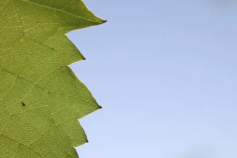 Edge of grape leaf with zigzag pattern on blue clear sky background Foto stock