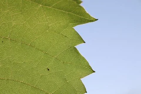 Edge of grape leaf with zigzag pattern on blue clear sky background Stock Photos