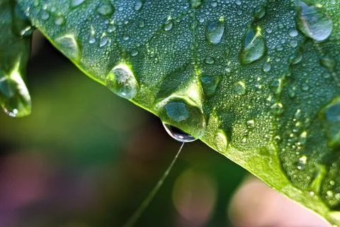 Edge of Green Leaf with Rain Drops Foto stock