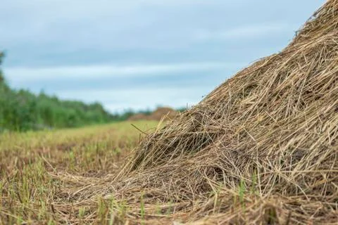 The edge of the haystack. Close-up. Stock Photos