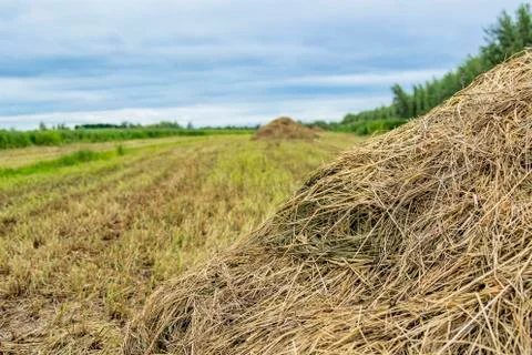 The edge of the haystack. Close-up. Foto stock
