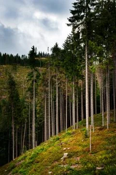 The edge of a high forest on a slope Stock Photos