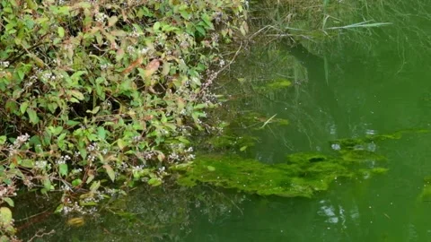 The edge of the lake is covered with green grass and moss Stock Footage 319967663