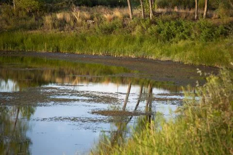 Edge of a Lake Stock Photos